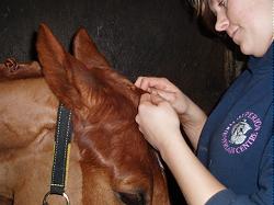 Training in horse health, stable managment, grassland managment, nutrition, health and safety, transportation and effective working relationships